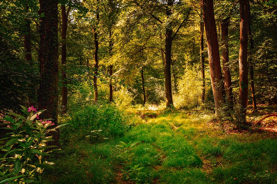 bosque, claro, místico, naturaleza, árboles, atmósfera, fantasía, estado de ánimo, luz, suelo del bosque