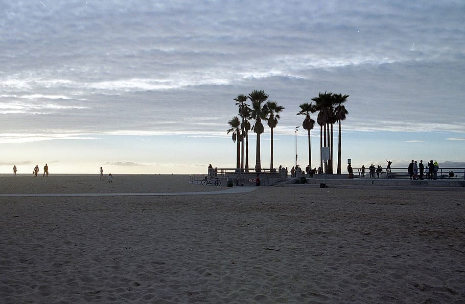 praia, palma, árvores, nublado, crepúsculo, pessoas, silhueta, areia, costa, céu