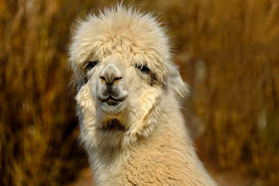 white llama, alpaca, animal, creature, fur, cream white, wool, fluffy, face, cute