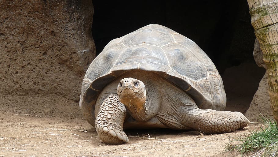 brown, tortoise, lying, ground, rock, Turtle, Marine, Giant Tortoise, animal shell, one animal