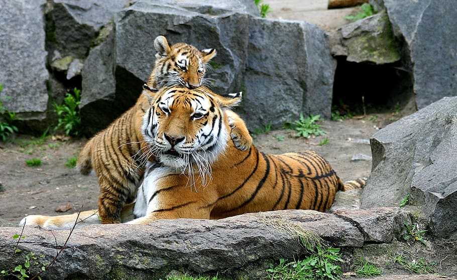 two brown-black-white tigers, two tigers, tiger, tiger cub, cat, baby, young, predator, mammal, zoo