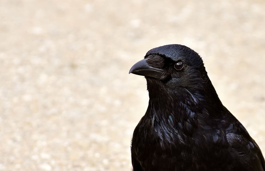 selective, focus photography, crow, raven, bird, black, raven bird, feather, animal, nature