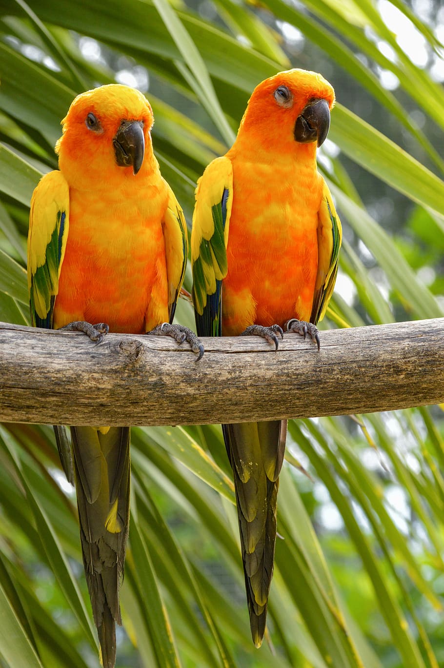 birds, conure, parrot, yellow, colorful, exotic, tropical, animal, red, feather