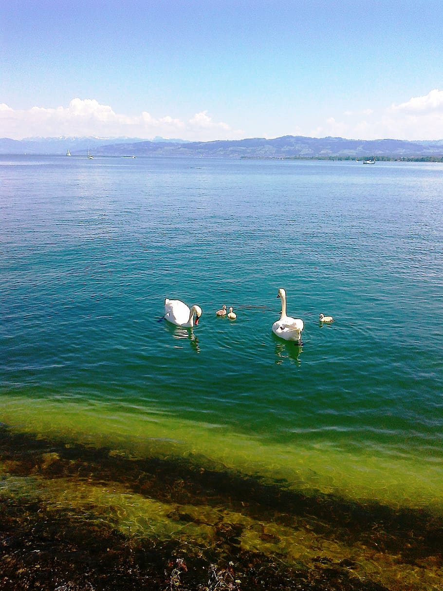 swans, swan family, animal, water, waters, bird, birds, lake, white, pride
