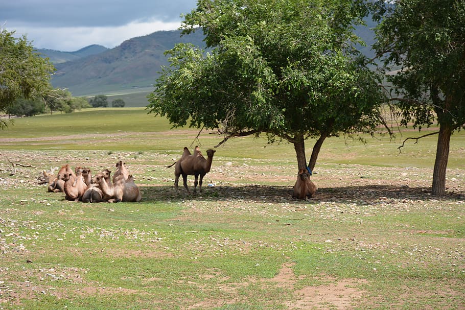 camelos, gobi, mongólia, nômade, plantar, árvore, mamífero, temas animais, animal, campo