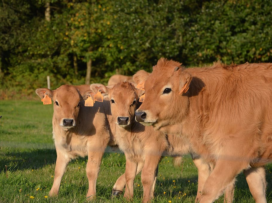 cow, veal, mom babies, pre, prairie, cattle, animals, pasture, breeding, agriculture