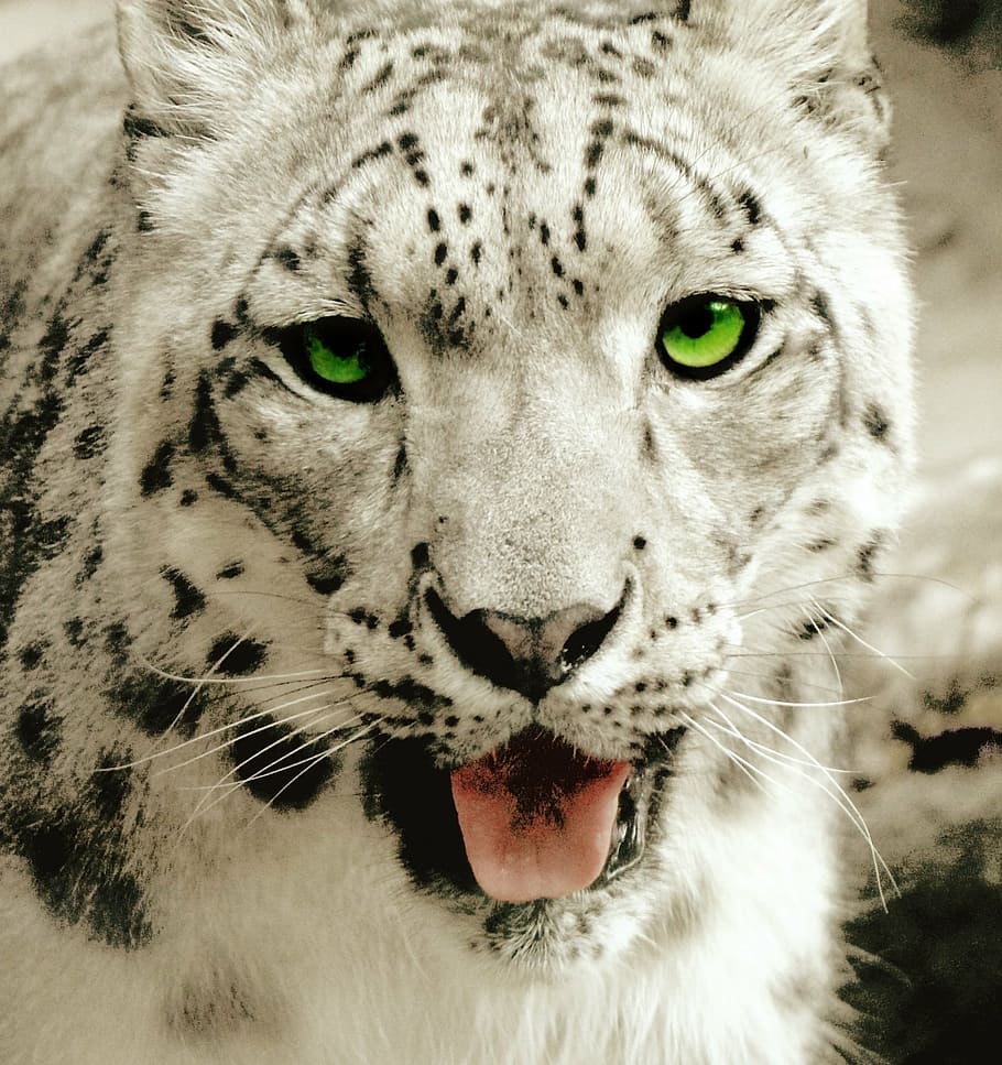 白虎, ヒョウ, ユキヒョウ, オンス, 野生動物, 肉食動物, 緑の目, 肖像画, 毛皮, 力