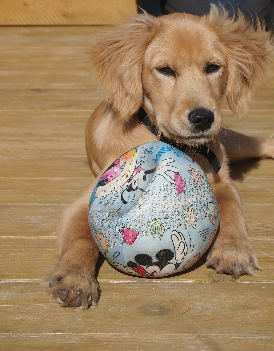 anak anjing, anjing, bola, bermain, manis, main-main, hibrida, anjing muda, moncong, telinga floppy