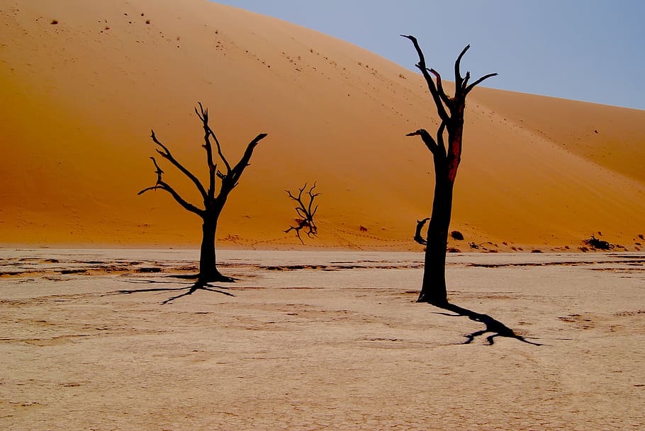 fotografía, árbol, desierto, naturaleza, árboles, sin hojas, árboles sin hojas, arena, sombras, África