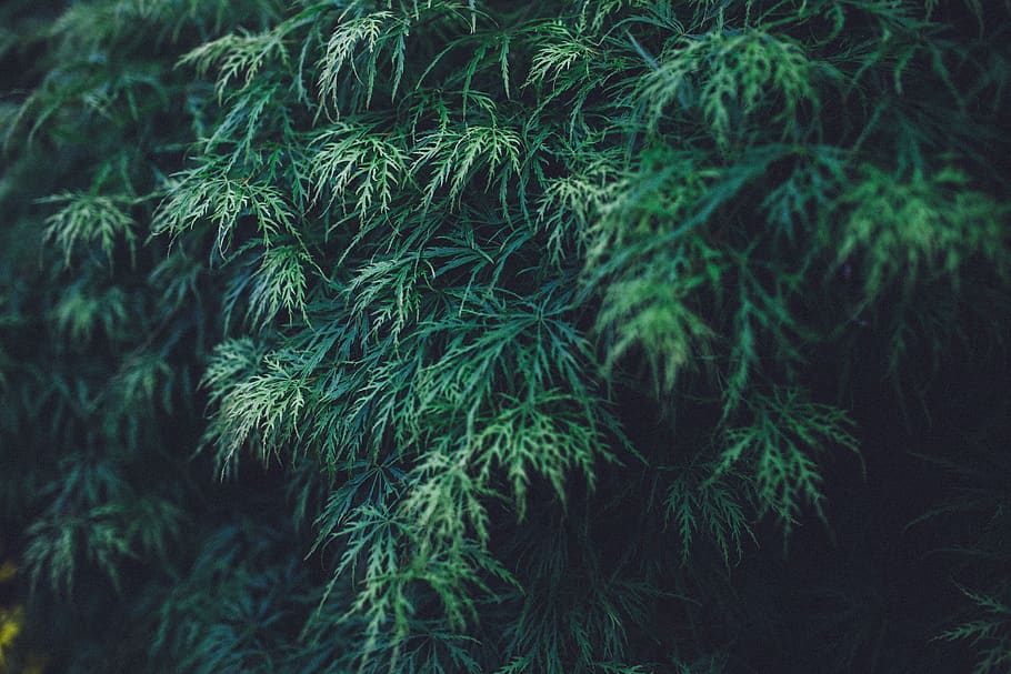 green, leaves, plants, nature, plant, growth, green color, tree, beauty in nature, pine tree