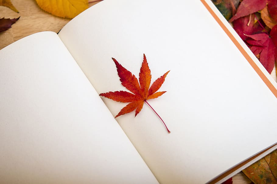 brown, leaf, white, sketchbook, maple leaf, book, reading, dear diary, bookcase, plant part