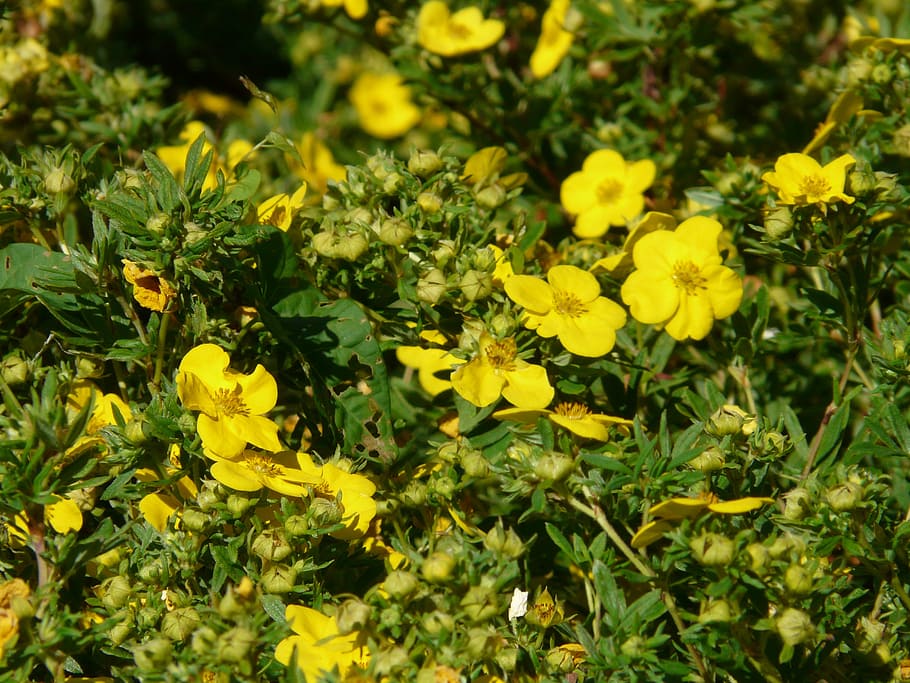 semak jari, semak, dasiphora fruticosa, lindung nilai, bunga, kuning, potentilla fruticosa, dasiphora, musim panas hijau, emas kuning