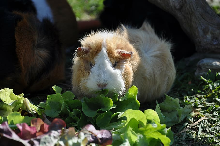 guinea pig, salad, eat, rosette, rodent, animals, mammal, animal themes, animal, one animal
