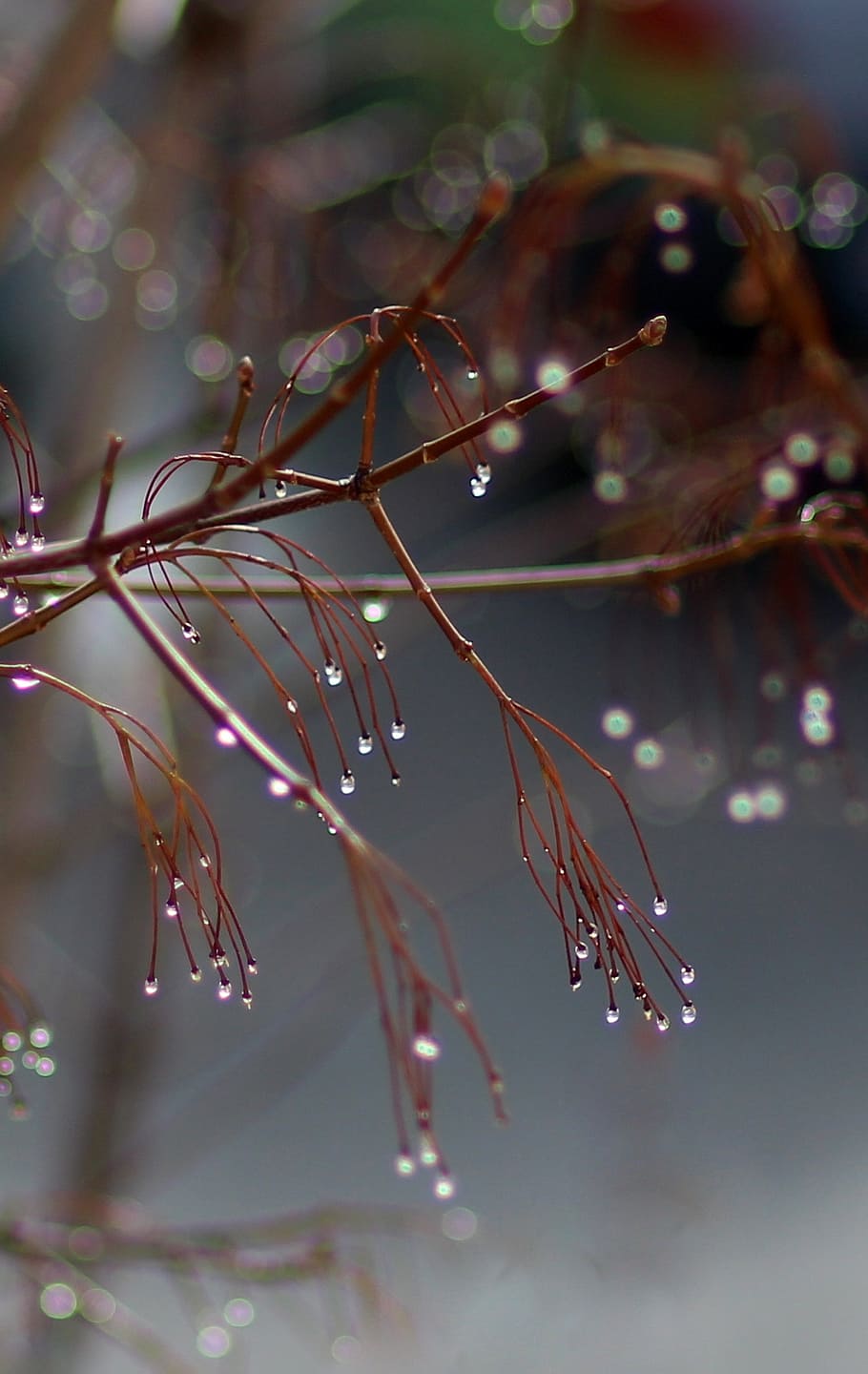 casey, drop, frozen, plant, tree, shine, close-up, focus on foreground, growth, beauty in nature