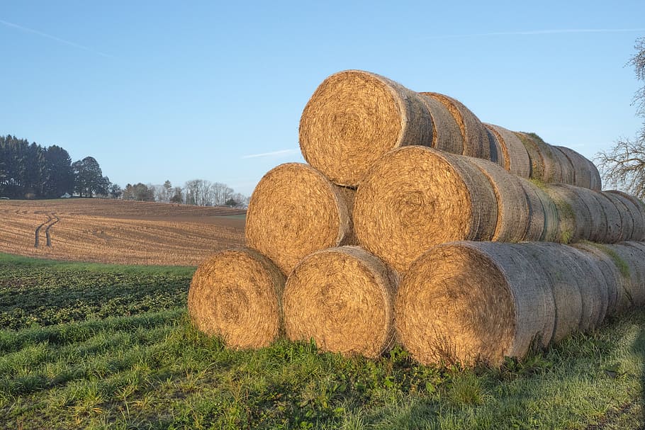 straw, straw bales, round bales, agriculture, bale, cattle feed, hay, food, meadow, wrapped up
