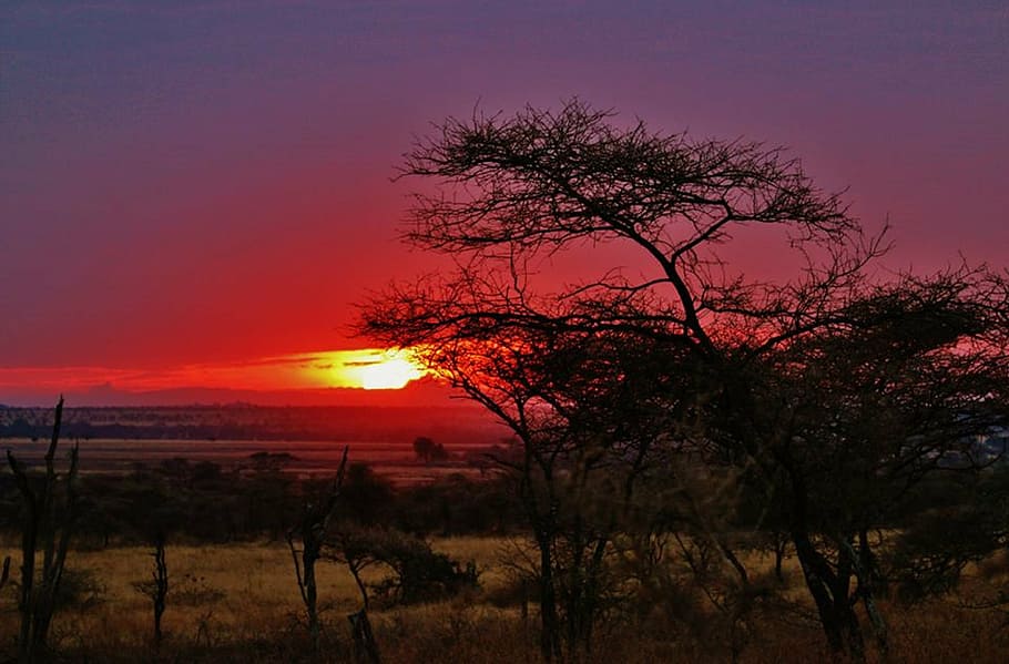 Золотой, Часовая фотография, лес, Танзания, Национальный парк Серенгети, Природа Серенгети, Африка, пейзаж, Декорации, природа