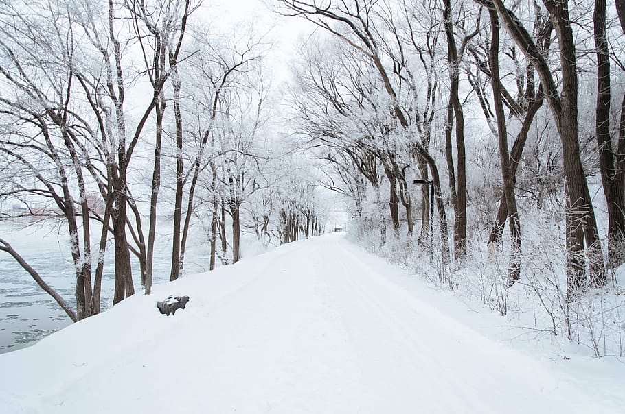 neve, tampado, caminho, árvores, ao lado, corpo, água, dia, estrada, coberto