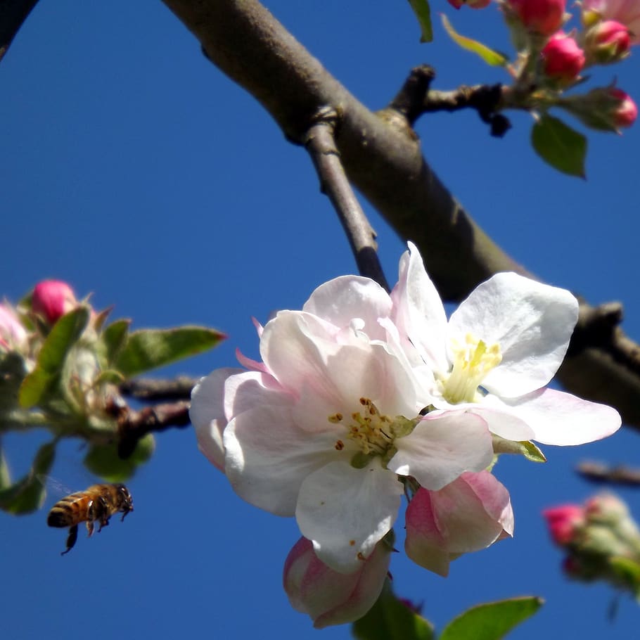 flor, abelha, inseto, pólen, polinização, insetos, plantas, natureza, floração, primavera