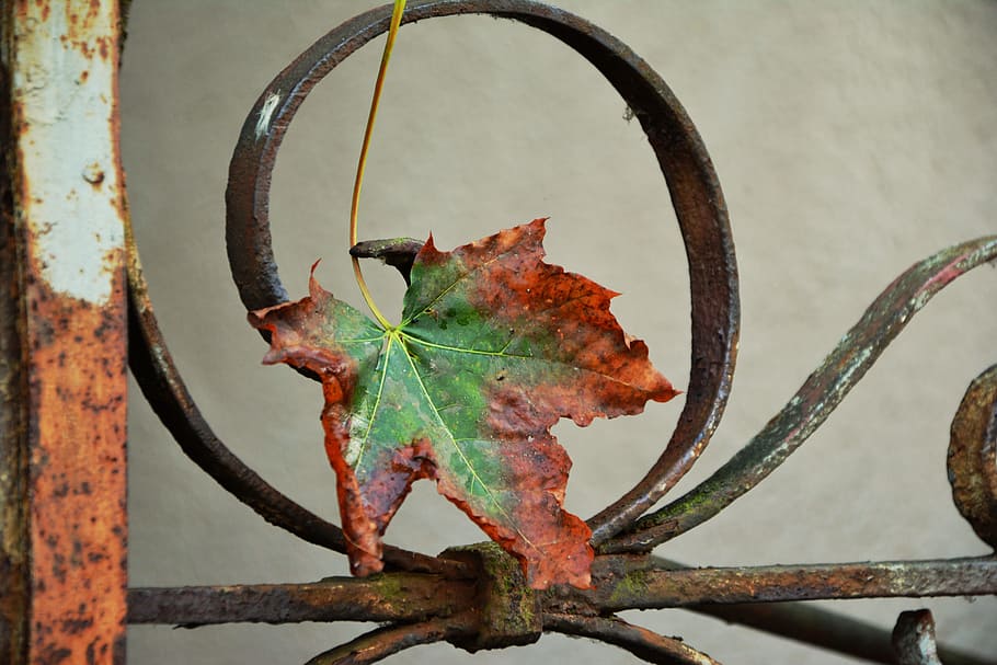 green, brown, maple leaf, grill, autumn leaf, withered, iron, fence, rusted, transience