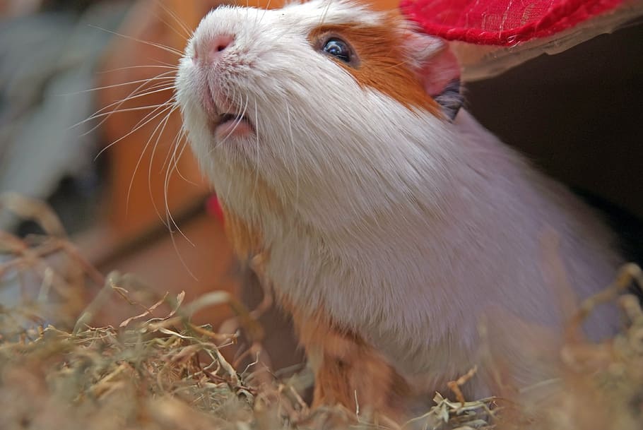 guinea pig, rodent, cuy, pet, animal, animal themes, mammal, one animal, close-up, domestic