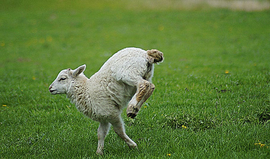 sheep, lamb, hurry, fast, skip, overtaking, sprinter, win, faster, the fastest
