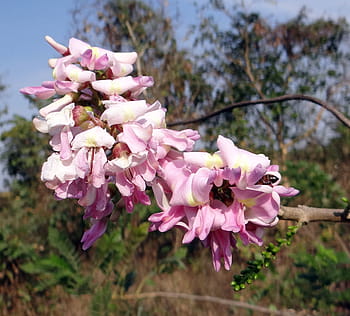 Fotos flora mexicana libres de regalías | Pxfuel