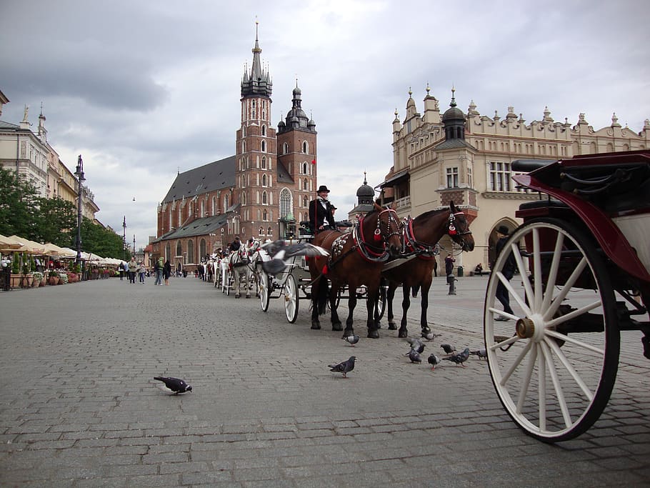 kraków, poland, the old town, architecture, tourism, building exterior, built structure, horse, animal wildlife, city