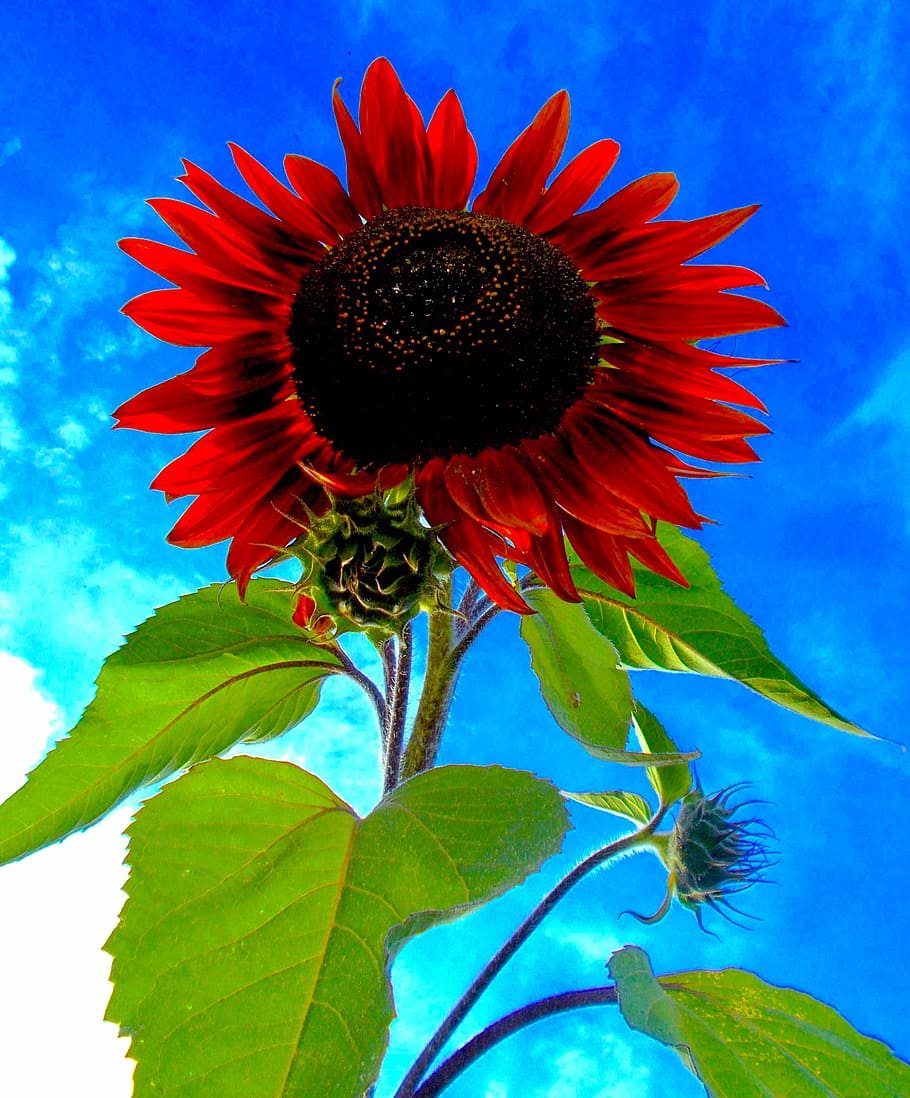 red, daytime, Sunflower, red sunflower, helianthus red annus prado, sun flower, purple, moulin rouge, black magic, bright