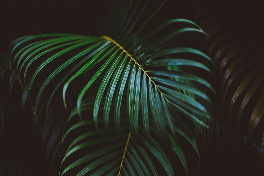 leaves, green, plant, garden, leaf, dark, night, highlight, green color, palm tree