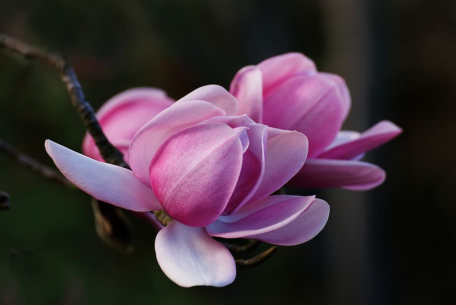 Magnolia, pink-petaled flower, flowering plant, beauty in nature, flower, petal, vulnerability, fragility, pink color, plant