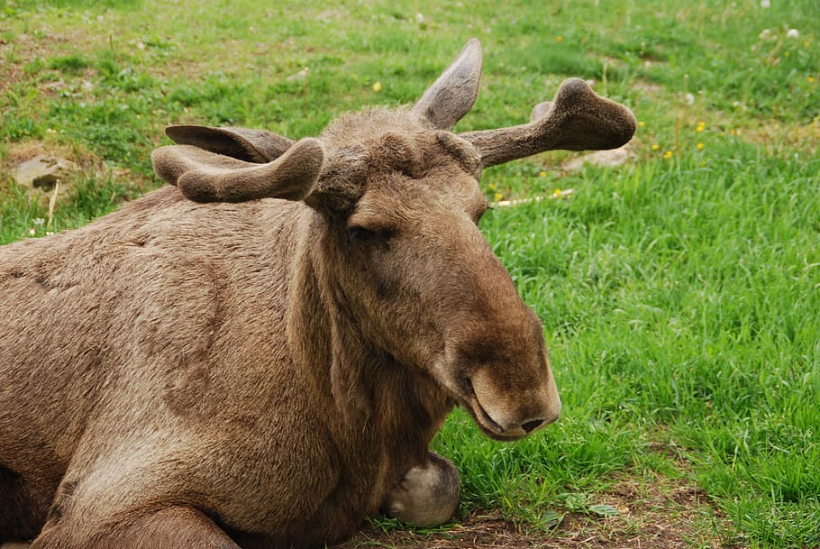 moose, sweden antler, calyx park, smaland, animal, animal themes, mammal, grass, one animal, plant