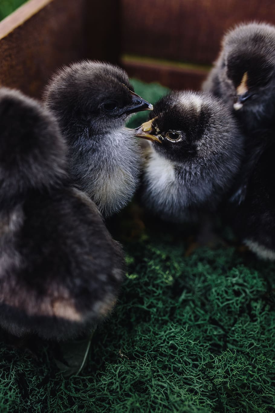 animal, lindo, adorable, pájaro, pollo, bebé, pascua, esponjoso, recién nacido, negro