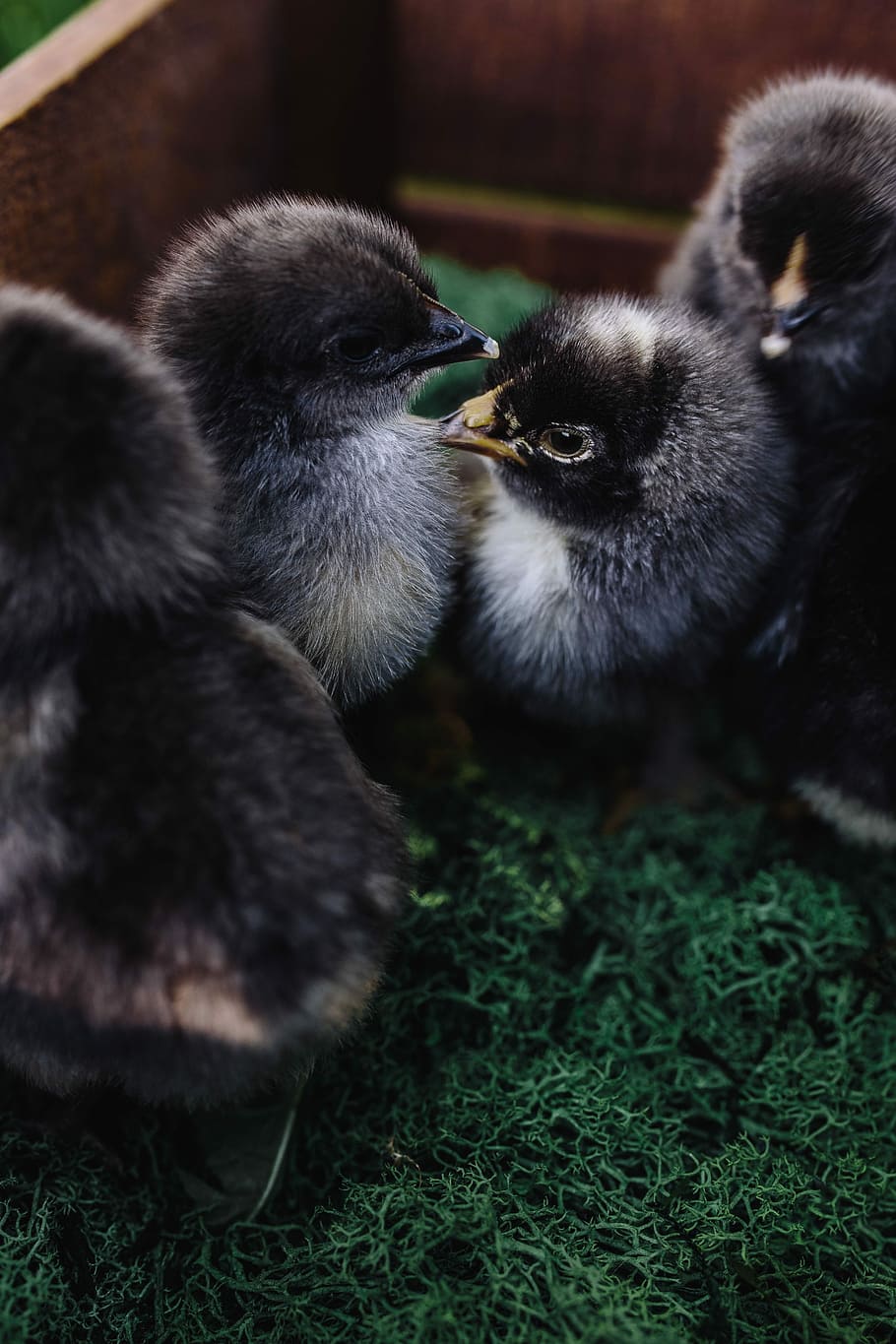 pollitos negros, pollitos, animal, lindo, adorable, pájaro, negro, pollo, bebé, pascua