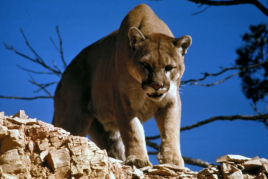 brown, lioness, rock, tree, cougar, puma, mountain lion, predator, cat, feline