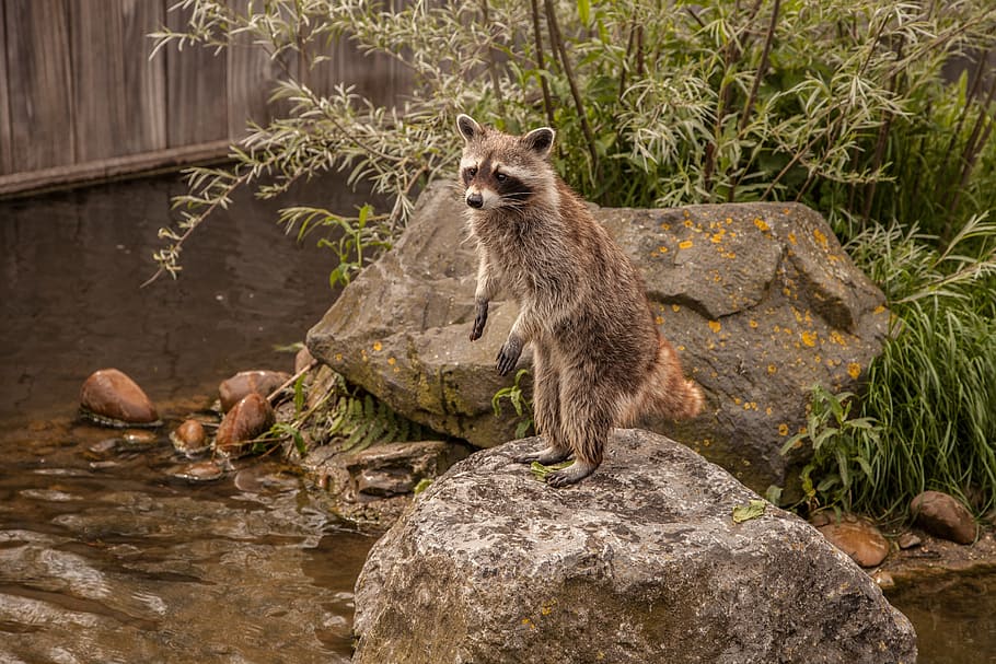raccoon, standing, rock, body, water, animal, animal themes, animal wildlife, mammal, one animal
