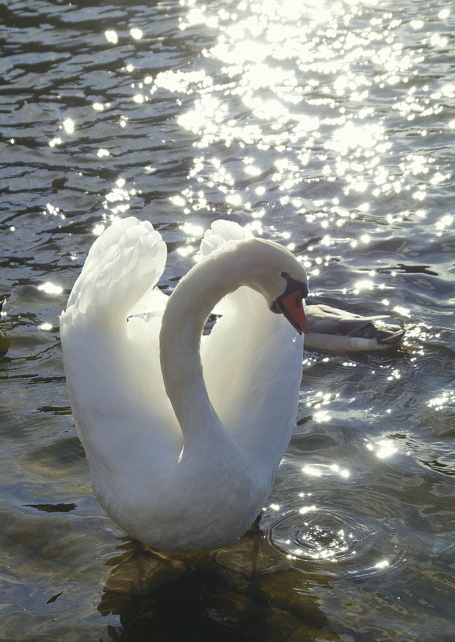 swan, white, glitter, reflections, water, graceful, tender, translucent, bill, lichtspiel