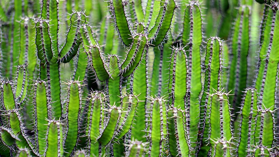 nature, plants, cactus, cacti, thorns, field, green, plant, growth, green color
