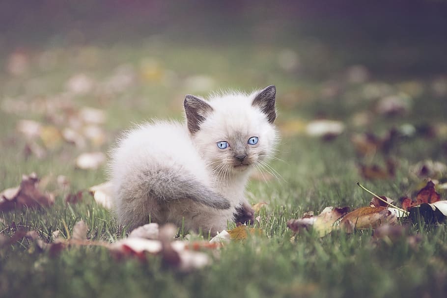 selektif, fotografi fokus, putih, anak kucing, hijau, rumput, kucing, mata biru, lembut, hewan peliharaan