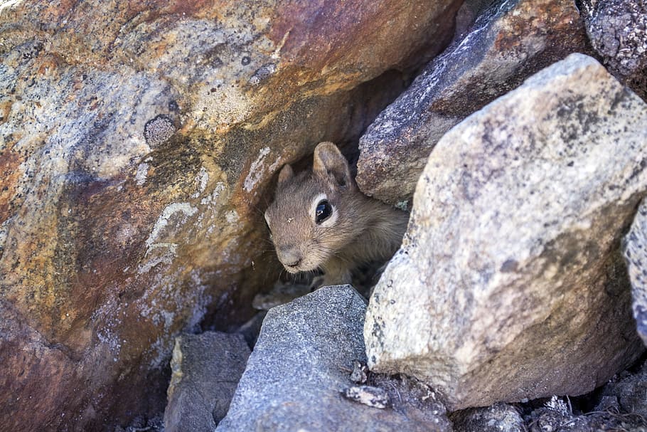 brown, squirrel, hiding, rocks, chipmunk, mammal, rodent, small, creature, animal
