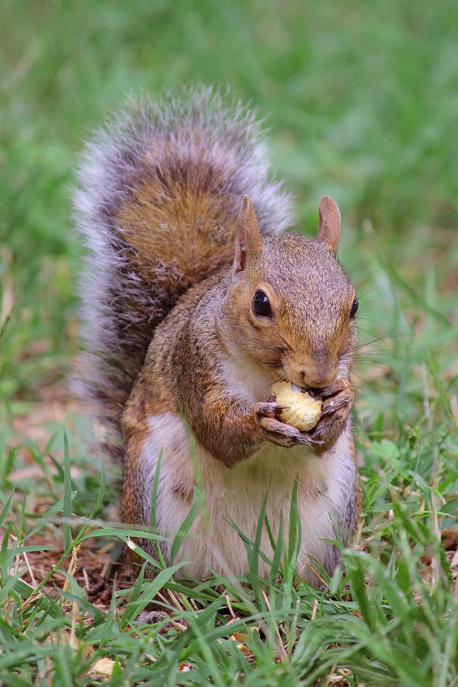 squirrel, nature, animal, rodent, cute, hairy, eat, outdoor, prato, animal wildlife