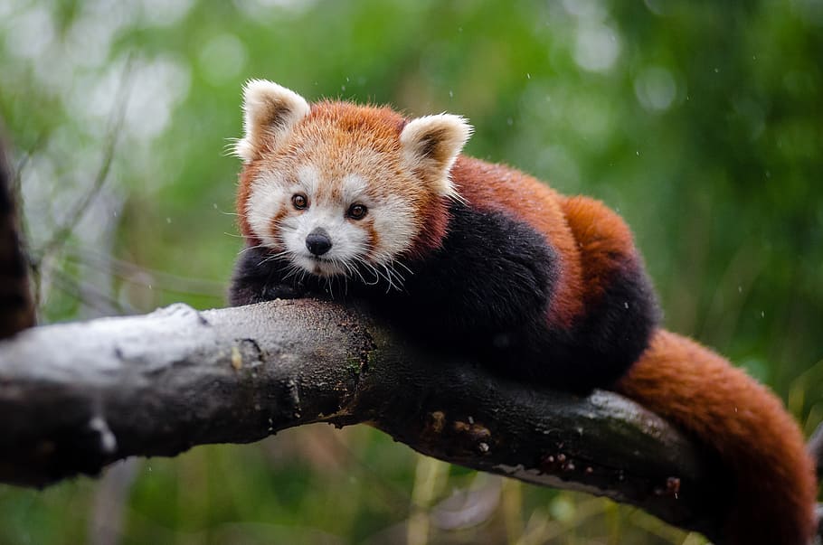 Panda rojo, 4 patas, animal, árbol, fauna silvestre, temas de animales, animales en la naturaleza, un animal, mamífero, panda - animal
