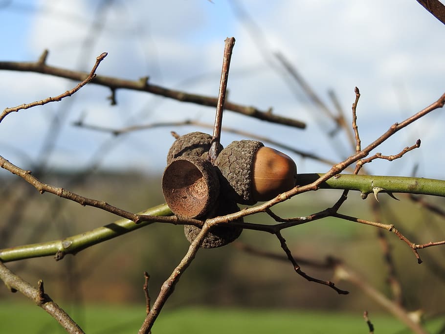 tree, nature, outdoor, close up, acorn, oak, focus on foreground, food, plant, fruit