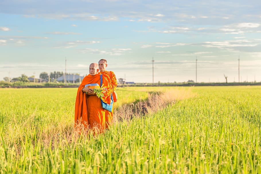 two, monks, green, grass field, พระ, Buddhism, Religion, Art, faith, thailand temple