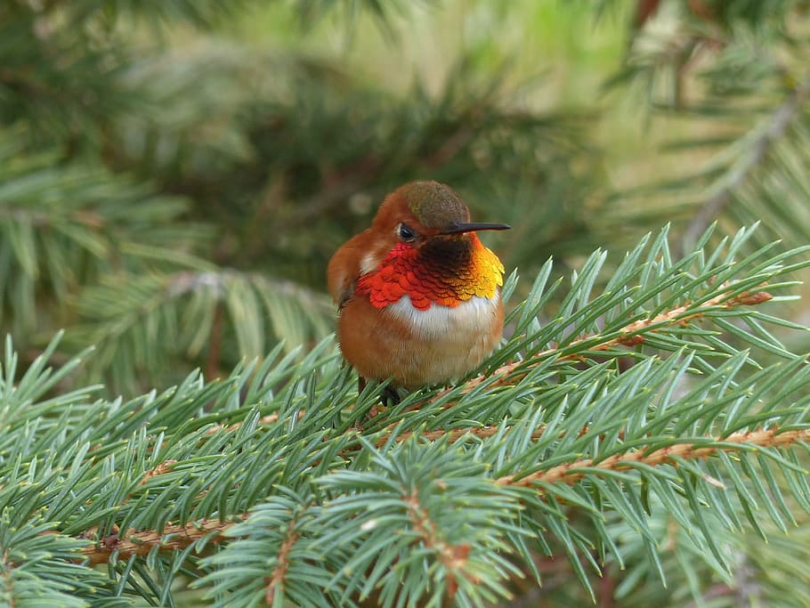 magnificent, riflebird perching, bough, hummingbird, bird, small, tiny, nature, wildlife, animal