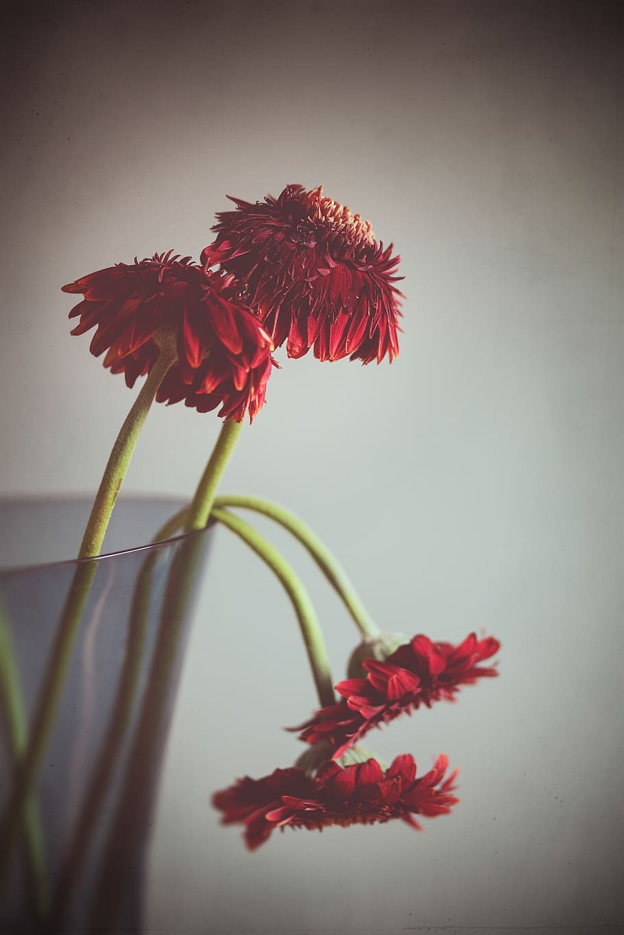 withered flowers, red, blossom, nature, faded, bloom, plant, home, flower vase, flora