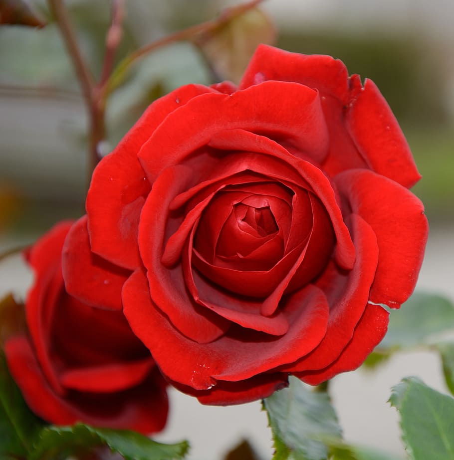 mawar, mekar, merah, secara individual, romantis, tanaman berbunga, bunga, tanaman, keindahan di alam, kerentanan