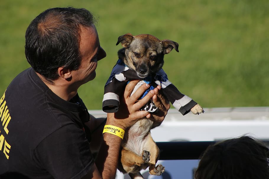supporter, fan, claque, football, dog, dress, domestic, domestic animals, one animal, pets