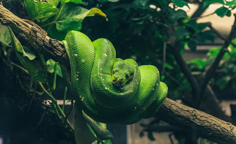 hijau, ular berbisa, cabang pohon, ular sanca, ular, reptil, kecantikan, terarium, hewan, satu hewan