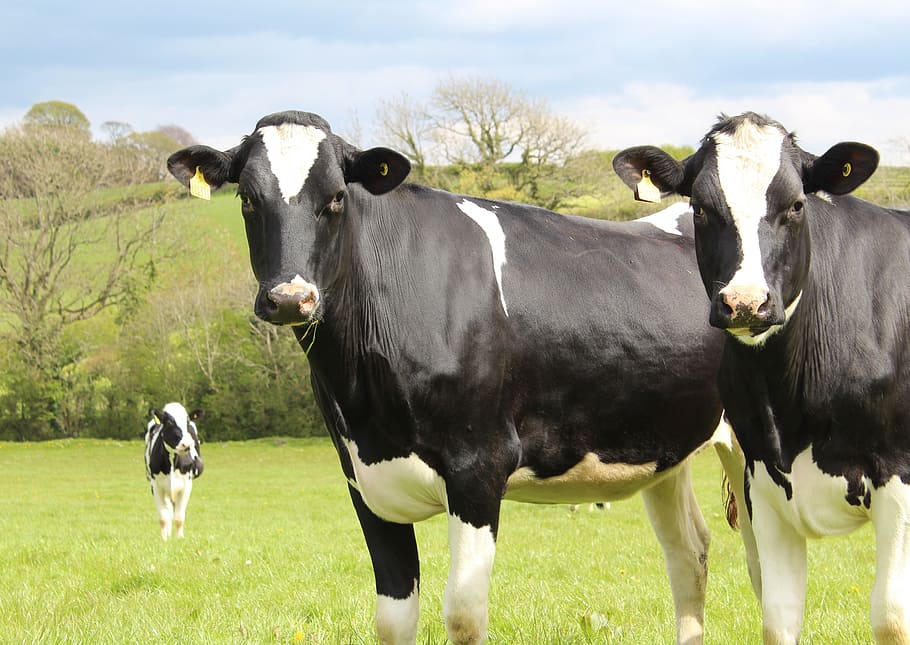 three, white-and-black cows, grass field, cattle, cows, holstein, animal, farm, rural, agriculture