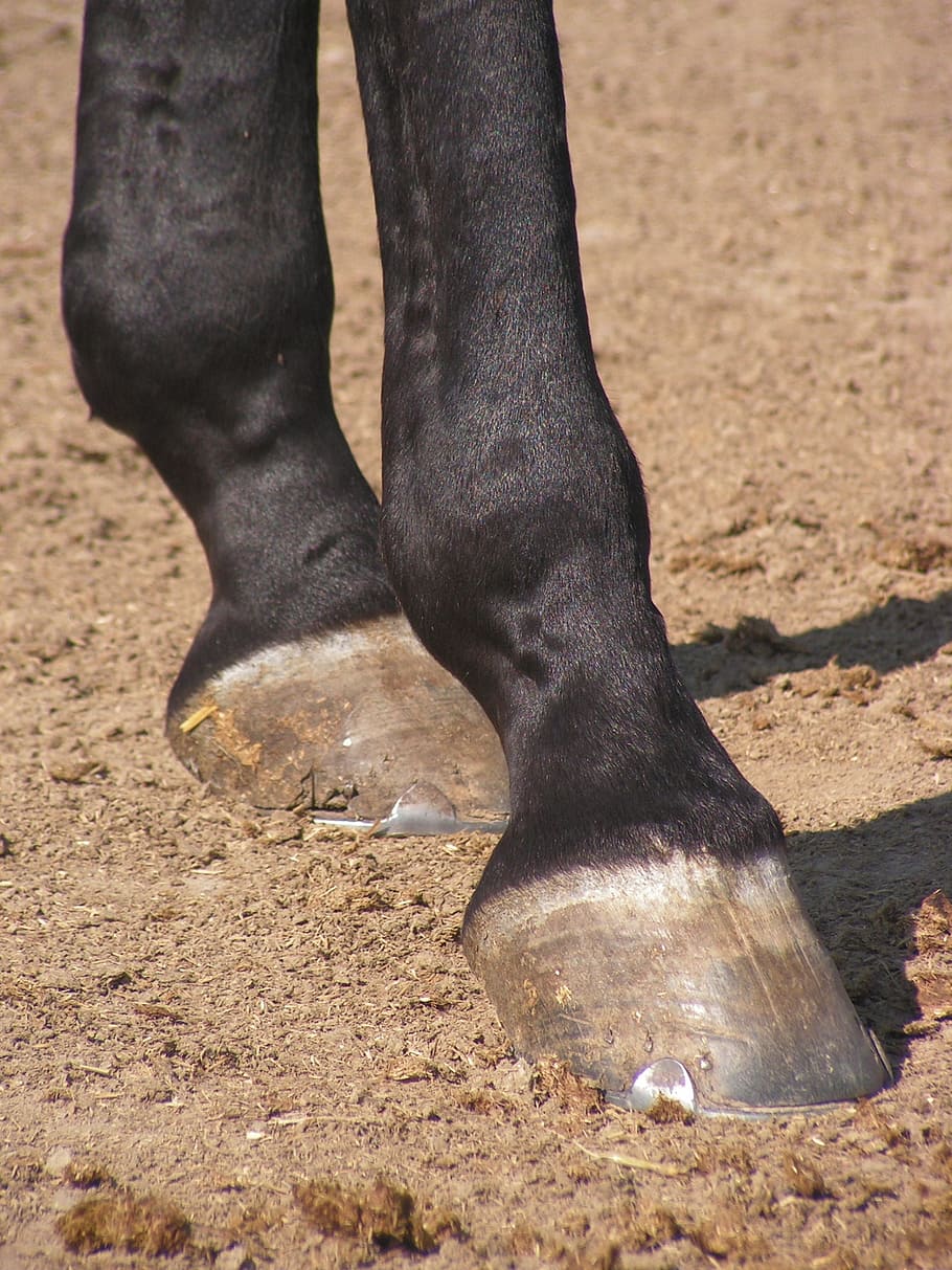 the hoof, horse, foot, hooves, feet, human body part, body part, one animal, low section, animal